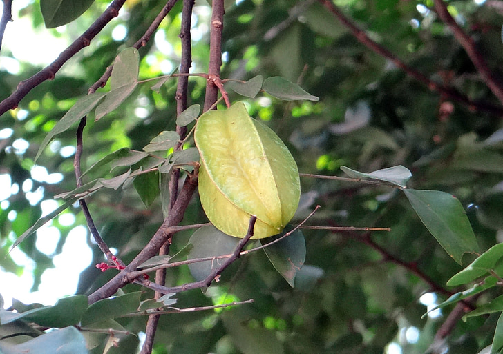 karambolos, karambolos (averrhoa carambola), Starfruit, prinokusių, tropinių vaisių, Indija, medis