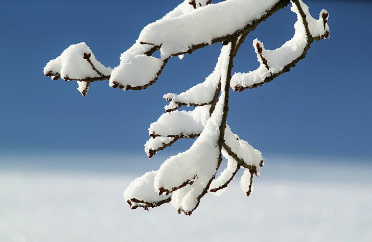 podružnica, pozimi, sneg, čarobno zimsko, sneg čarobno, bela, zasneženih