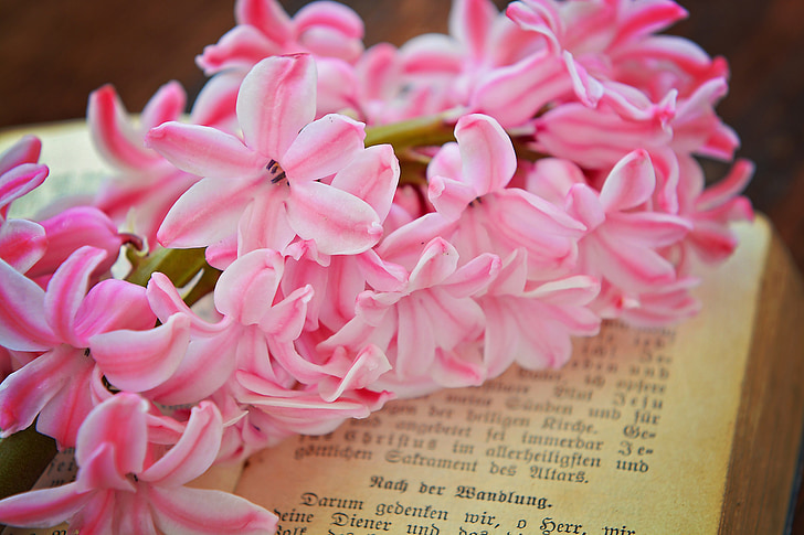 hyacinth, flower, flowers, pink, spring flower, fragrant flower, book