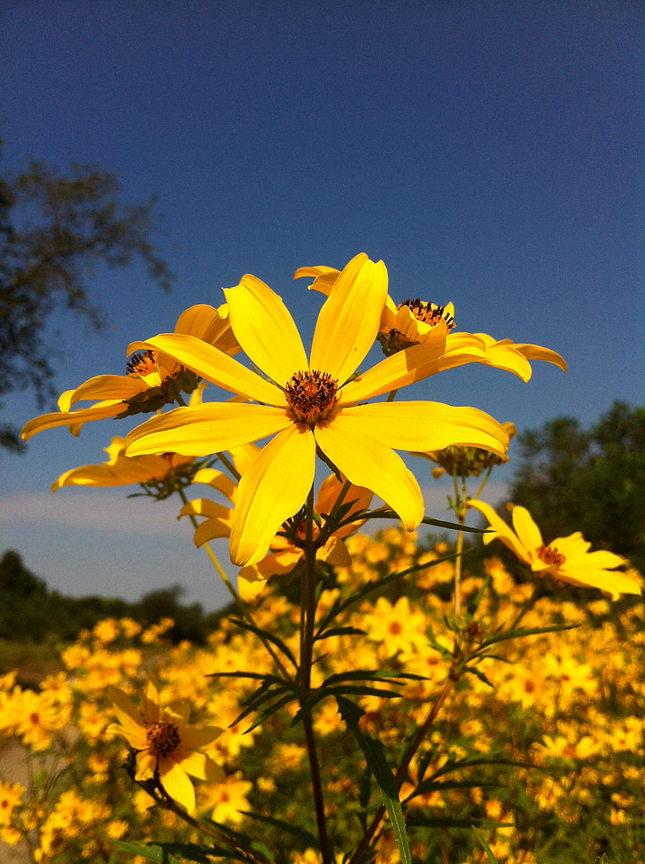sunflower, yellow flower, flower, bright, plant, field, petal
