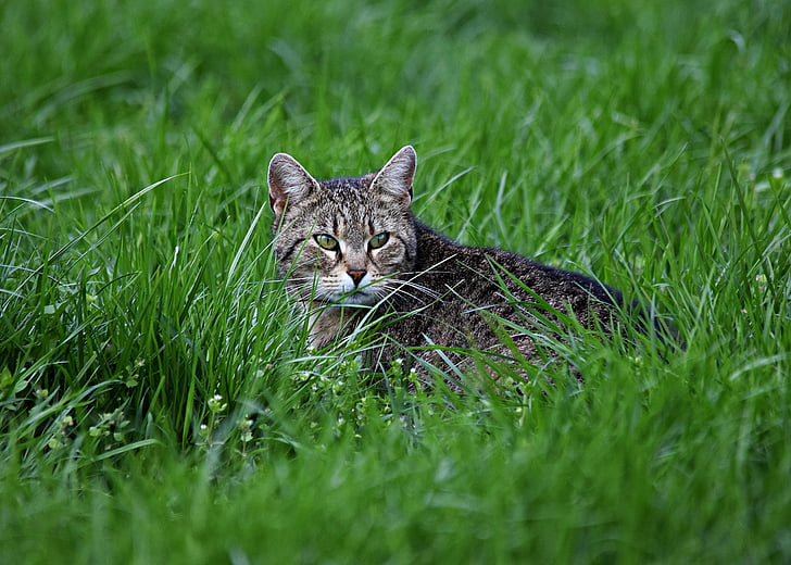 고양이, 잔디, 고양이 눈, 고양이, 자연, 잔디에, 그린