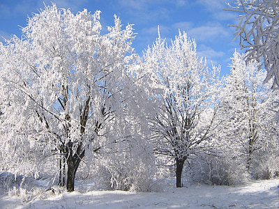 vinter, träd, snö, träd, naturen, kalla - temperatur, Frost