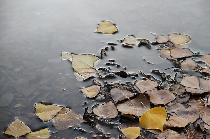 лист с плавающей, Природа, Осень, лист, на открытом воздухе