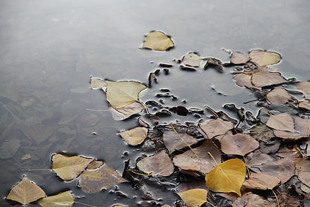 list plutajući, priroda, jesen, list, na otvorenom