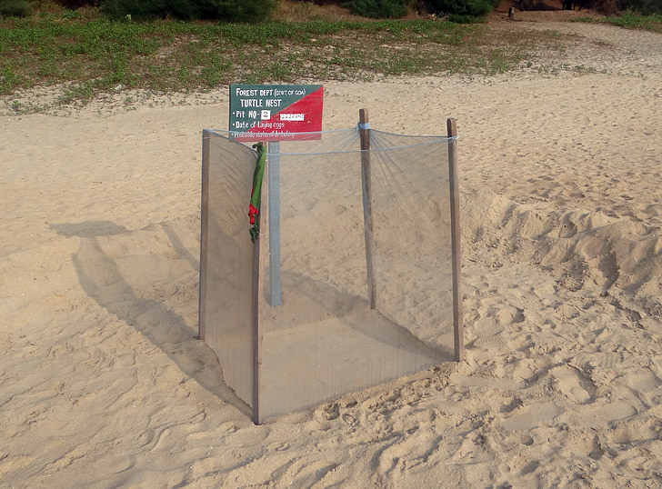 Turtle nest, märkning, bevakad, havet stranden, Arabian, Indien