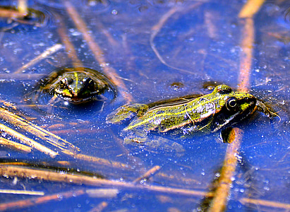 frogs, water, water creature, green, pond, high, animal