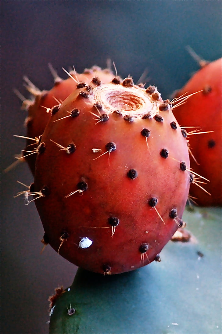 frukt, Cactus, Prickly pear cactus, vegetabiliska, naturen