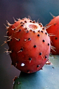 fruta, cactus, cactus de pera espinosa, vegetales, naturaleza