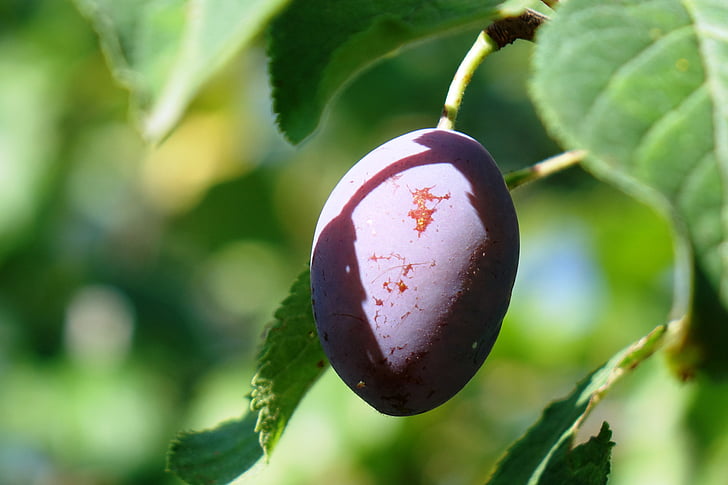 plum, summer, fruit, green, shadow on the plum
