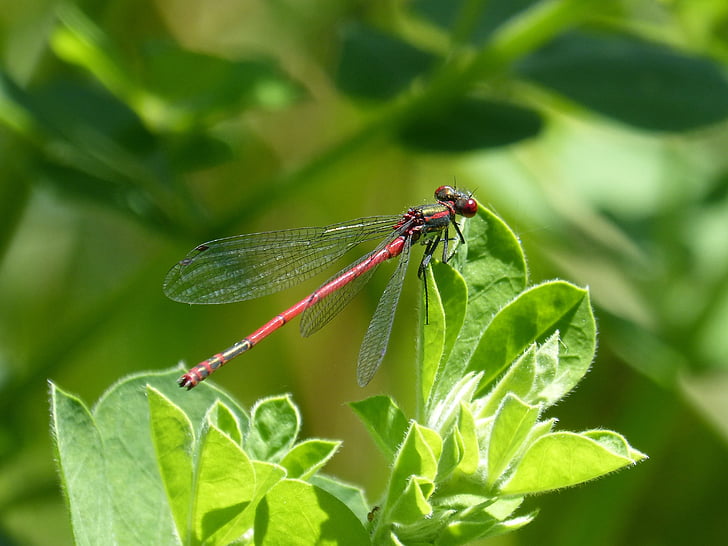 libélula, hojas, libélula roja, insecto volador, pyrrhosoma nymphula, hoja, color verde