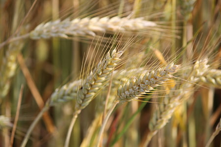 природата, зърнени култури, Селско стопанство