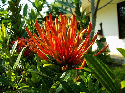 Blüte, Bloom, Blume, rot, Feuer-Rebe, Pyrostegia venusta, Orange