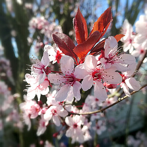 kirsikankukka, kirsikka, kirsikka arkki, Cherry branch, kevään, kukat, Bloom