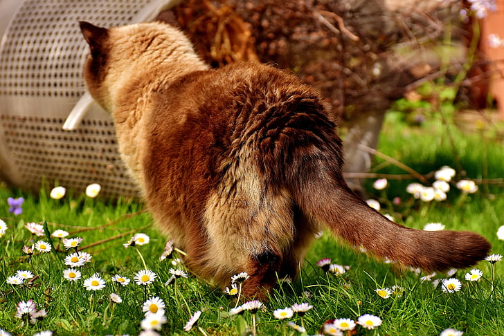 Britse korthaar, nieuwsgierig, kat, Mieze, volbloed, bont, binnenlandse kat