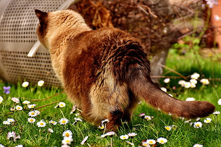 british shorthair, curious, cat, mieze, thoroughbred, fur, domestic cat