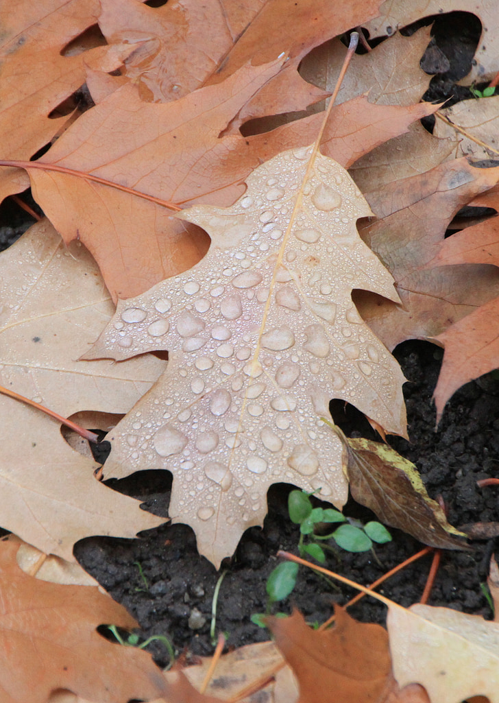 water, droplets, leaf, fallen, autumn, leaves, autumn leaves