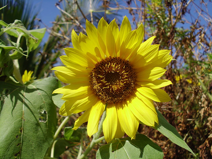 flower, sunflower, nature, yellow, plant, leaf
