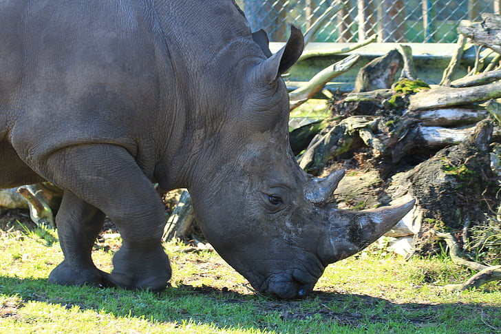 biele nosorožca, Rhino, Ceratotherium simum, zvieratá, cicavec, Zoo, lesný roh