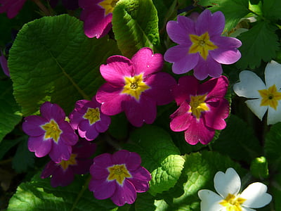 Primrose, bunga, Blossom, mekar, merah, warna, warna-warni