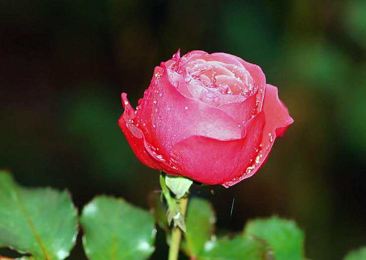 rose, blossom, bloom, red rose, flower, fragrance, romantic