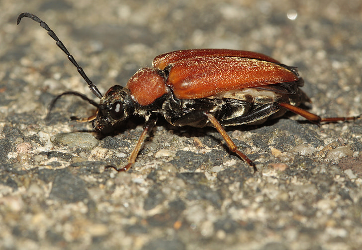 beetle, probe, insect, nature, crawl, close, macro