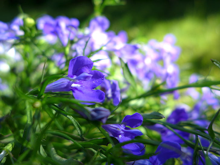 лобелия, градинско растение, природата, Градина, декоративни растения, цветя, синьо