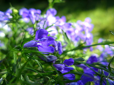 Lobelia, anlegget, natur, hage, dekorativ anlegget, blomster, blå