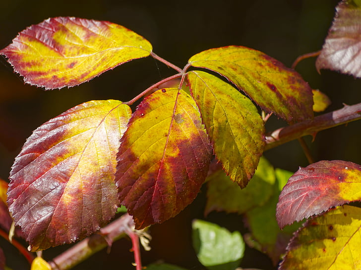 autumn leaves, leaves, autumn leaf, dead leaf, red leaf, autumn, fall