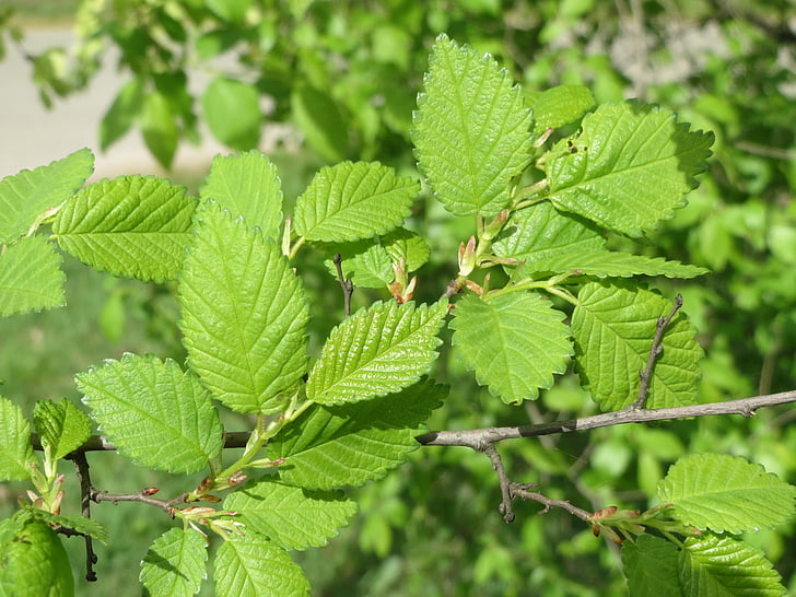 Ulmus minor, olmo, árbol, flora, hojas, macro, Botánica