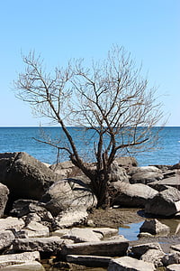 tree, water, lake, rocks, shore, sky, blue