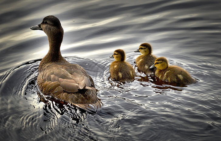 svart ender, andungene, fuglen, vann, Baby duck, Québec, Canada