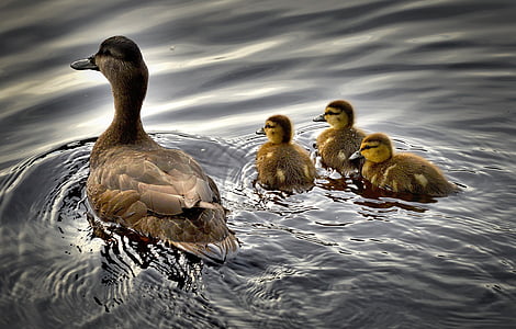 黑鸭, 小鸭, 鸟, 水, 鸭宝宝, 魁北克省, 加拿大