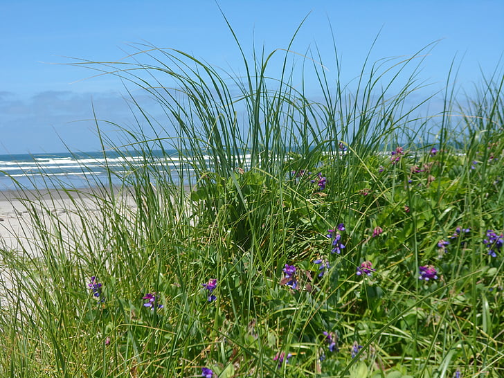 морская трава, крупным планом, вид на океан, цветок, Природа, океан, завод