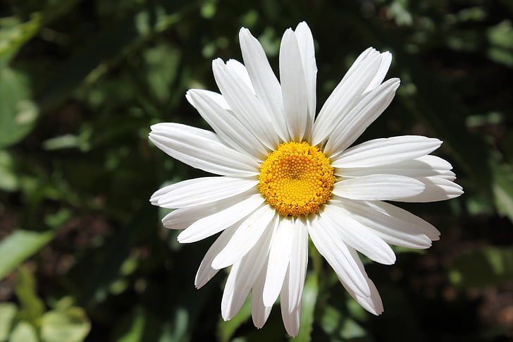 flor blanca, flor, flor, blanc, natura, flor, floral