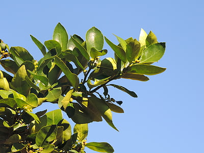 Lemon tree, puu, lill, Aed, botaanik, metsa