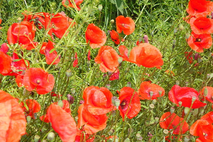 poppies, red poppy, field of poppies, nature, red, flower, plant