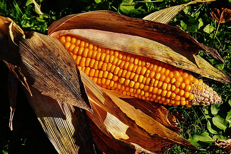 Кукурудза, овочі, продукти харчування, кукурудзяні качани, завод, літо, овочевий кукурудзи