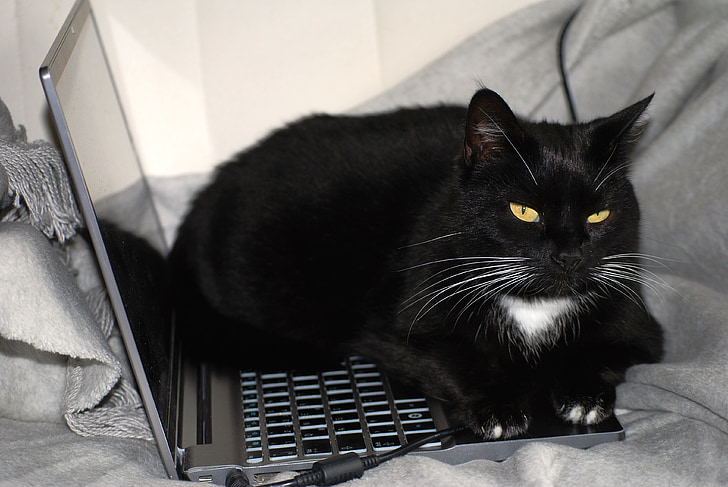 котка, Черна котка, работа, компютър, Черно и бяло, черно-бяла котка, котка лице
