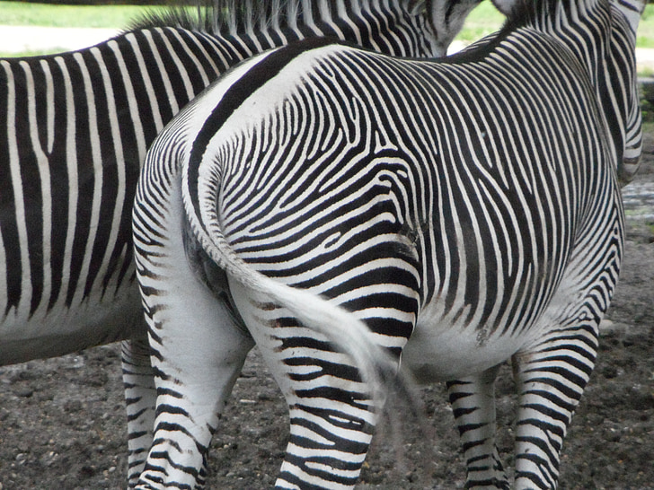 dalla parte posteriore, groppa, zebre, Zebra, coda, a righe, bianco di chat