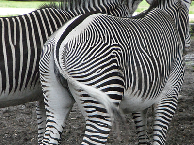 zezadu, zadní hovězí, zebry, Zebra, ocas, pruhovaný, chatu bílá