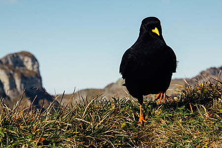 black bird, yellow beak, black, beak, bird, yellow, wildlife