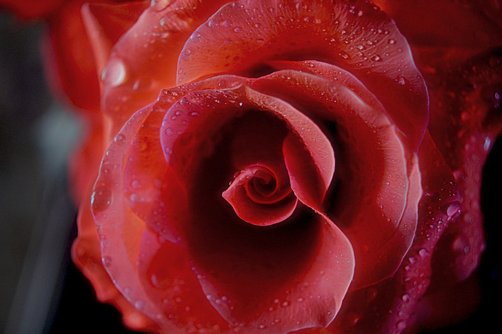 Róża, czerwony, kwiatowy, kwiat, miłość, romans, romantyczny