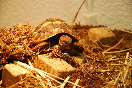 schildpad, water schepsel, dieren, Tortoise shell, reptielen