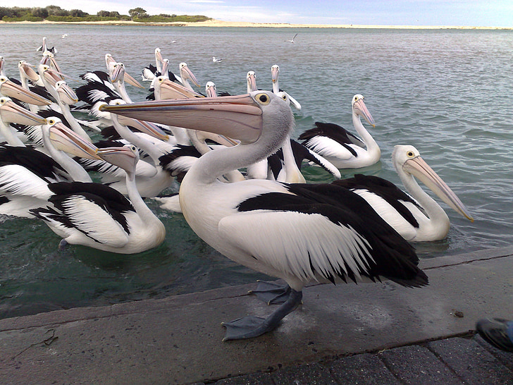 vacances, Pelicans, ocells, Mar, vida silvestre, natura, salvatge
