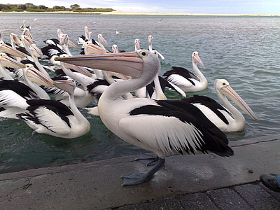 pühad, Pelicans, linnud, Sea, Wildlife, loodus, looduslike