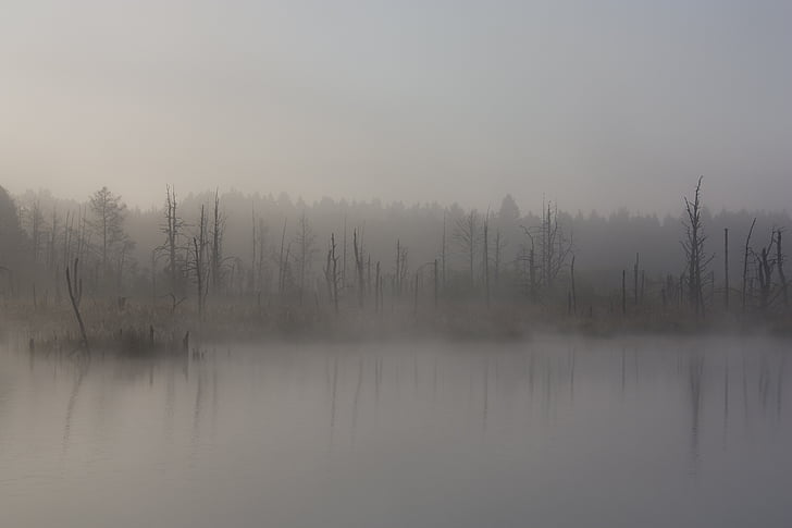 brouillard, Moor, automne, marais, réserve naturelle, tranquilité, scène tranquille