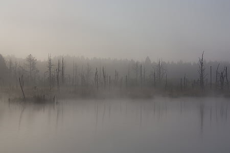 мъгла, Moor, Есен, блатото, природен резерват, спокойствие, спокоен сцена