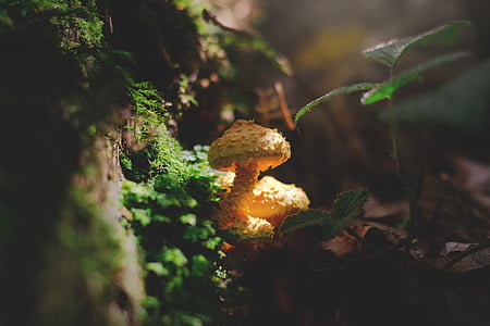 mushroom, forest, autumn, nature, forest floor, autumn time, close