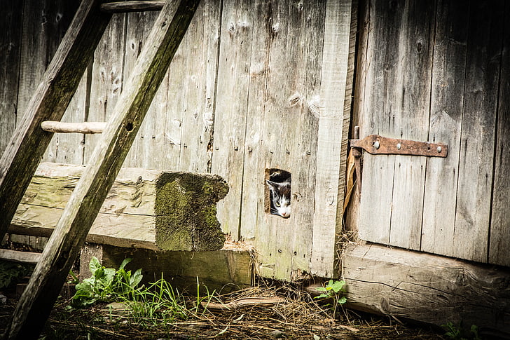 cat, hidden cat, wooden barn, ladder, abandoned, damaged, destruction