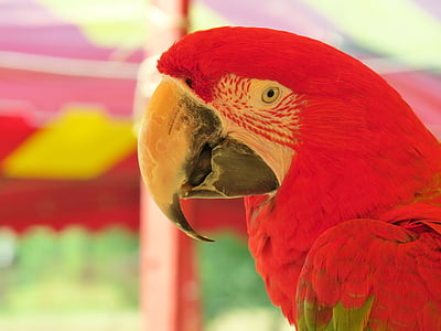 parrot, red, colorful, beak, exotic, bird